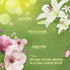 Febreze Air Freshener Spray & Odor-Fighting Room Spray - Spring Mix Scents, 4 pk./8.8 oz.